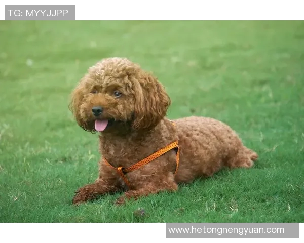 泰迪足球明星揭晓背后的故事与成就分析